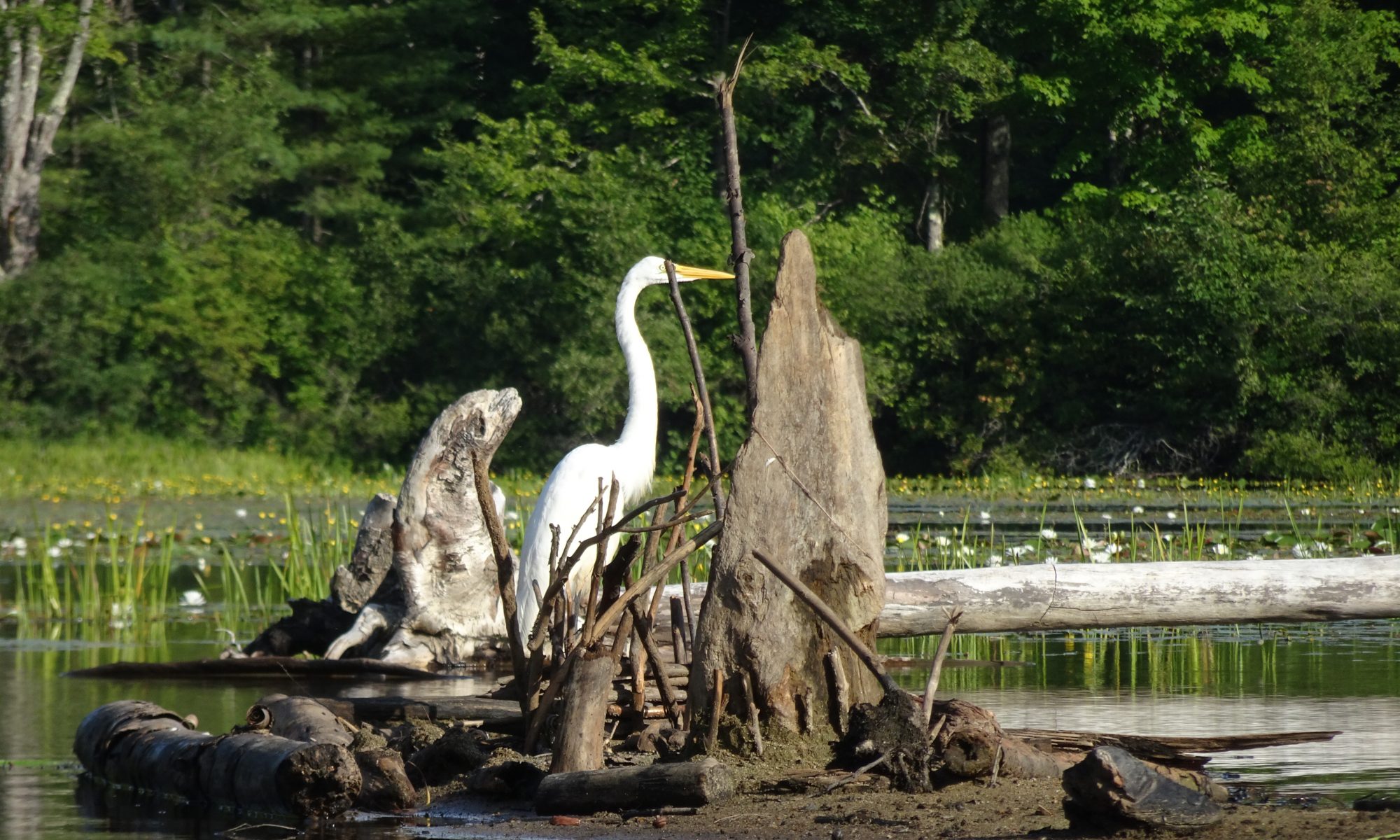 Snowy egret on the lake